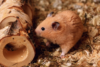can you compost hamster bedding?