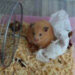 can you put newspaper in hamster cages?