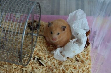 can you put newspaper in hamster cages?