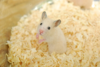 can you recycle hamster bedding?