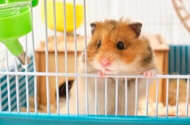 do hamsters have bad vision?