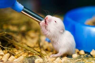do hamsters need a water bowl or bottle?