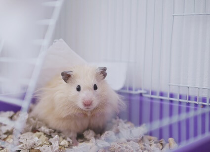 do syrian hamsters need big cages?