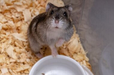 dry skin on hamsters nose