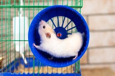 hamster addicted to wheel
