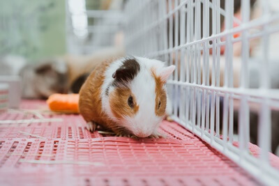 hamster running back and forth in cage