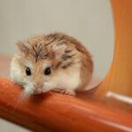 hamsters that stay small forever