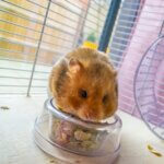 how big should a Syrian hamster cage be?