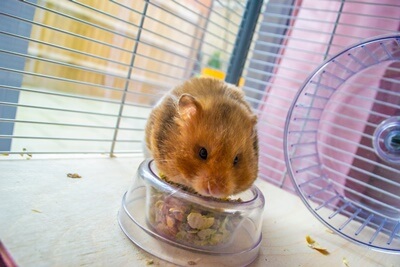 how big should a Syrian hamster cage be?