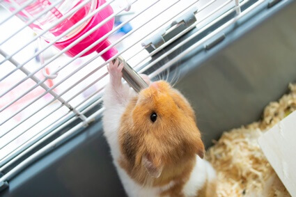 how to get a hamster to drink from a water bottle?