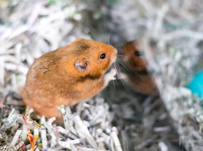 how to use newspaper for hamster bedding