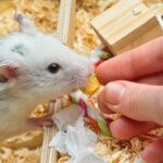 what do black spots on a hamster mean?