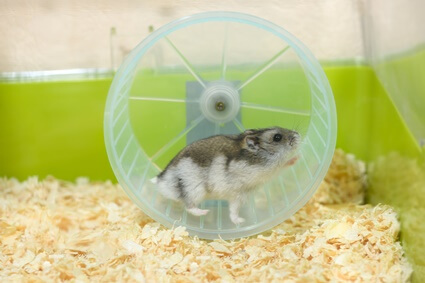 what kind of hamster is the friendliest?