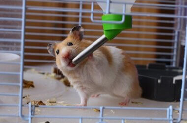 what liquids can hamsters drink?