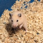 what to do with used hamster bedding
