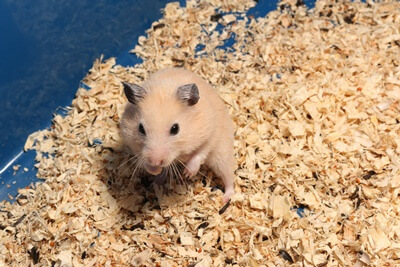 what to do with used hamster bedding
