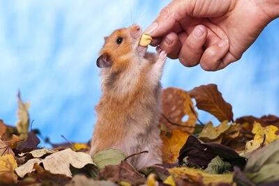 what to feed a hamster when you run out of food