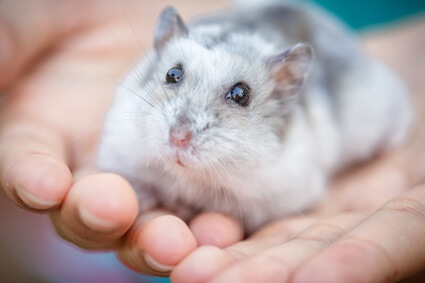 which is the friendliest hamster to get?