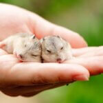 why are hamsters born blind?