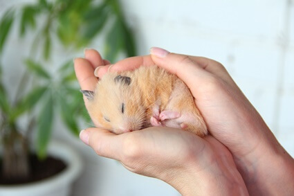 why do hamsters die so fast?