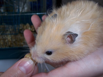 why do hamsters have a short lifespan?