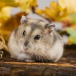 why do hamsters live such short lives?