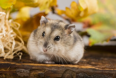 why do hamsters live such short lives?