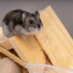 why does my hamster sound like it's crying?