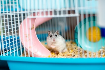 why is my hamster running around in circles?