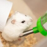 why isn't my hamster's water bottle working?