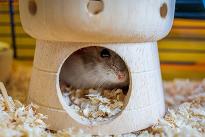 what Is a ghost hamster?