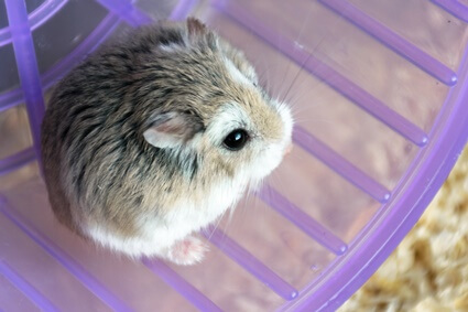 Roborovski Dwarf Hamster