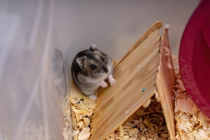 what does it mean when your hamster eats its bedding?