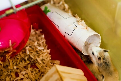 why is my hamster awake in the morning?