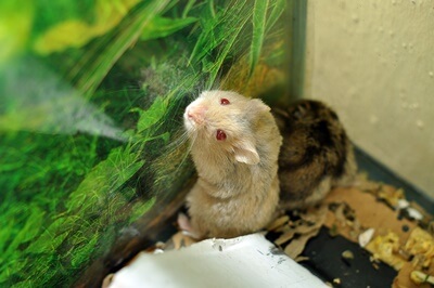 Can Cushings syndrome cause death in hamsters?