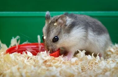 are oats good for hamsters?