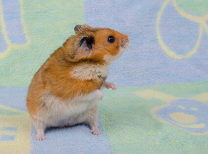 can a hamster choke to death?