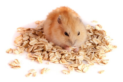 can hamsters eat oats every day?