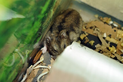 cushing's disease symptoms in hamsters