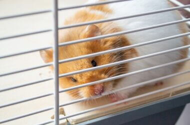 do hamsters hate loud noises?