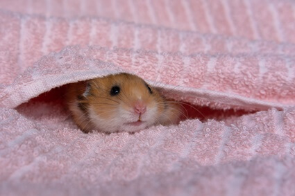do hamsters like noise?
