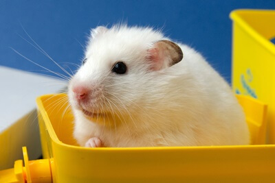 hamster pyometra treatment