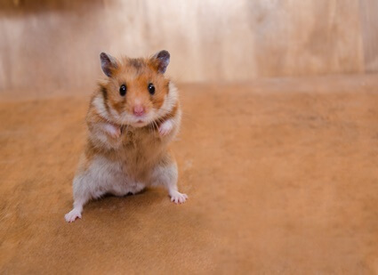 how do hamsters kill each other?