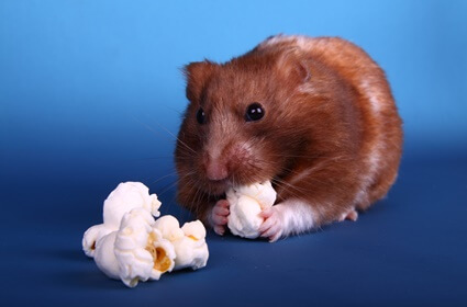 how much popcorn can a hamster eat?