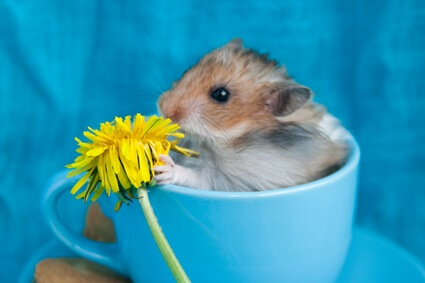 is dandelion bad for hamsters?