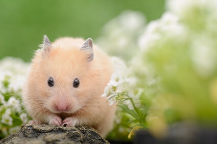 what rocks are safe for hamsters?