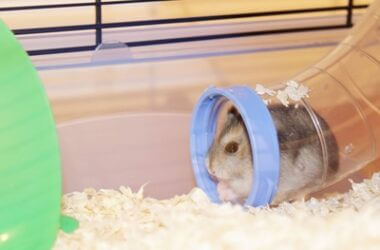 why do hamsters like tunnels?