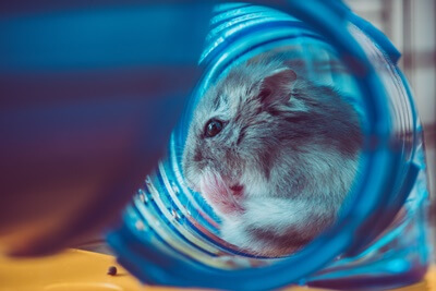 why do hamsters sleep in their tubes?