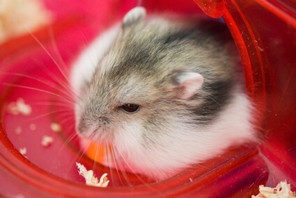 why is my hamster filling his tube with bedding?