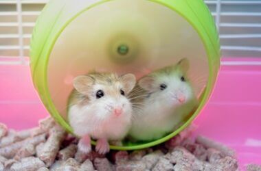 How Do Hamsters Get Sticky Eye?